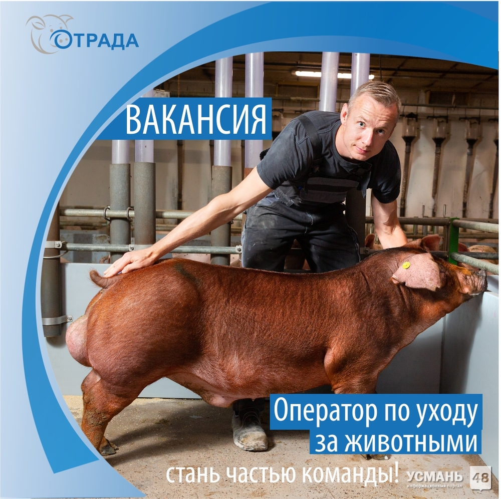 Требуется оператор по уходу за животными на свиноферу компании "Отрада". Зарплата от 35 тыс. руб. "чистыми"