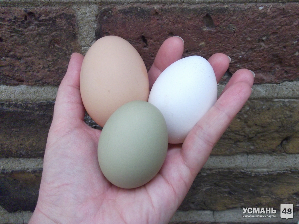 Продаю зеленые и коричневые яйца на инкубацию