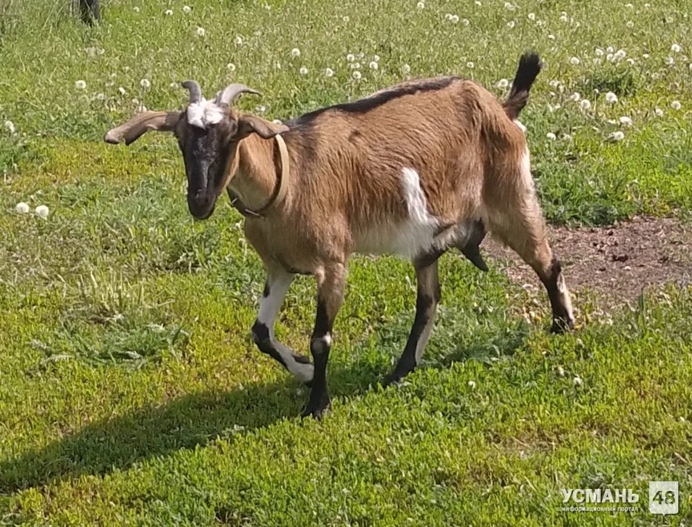 Молоко нубийско-альпийской козы