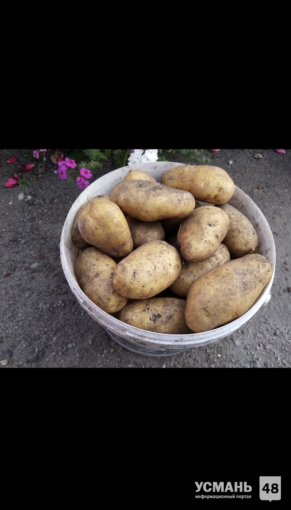 Продам домашний  картофель