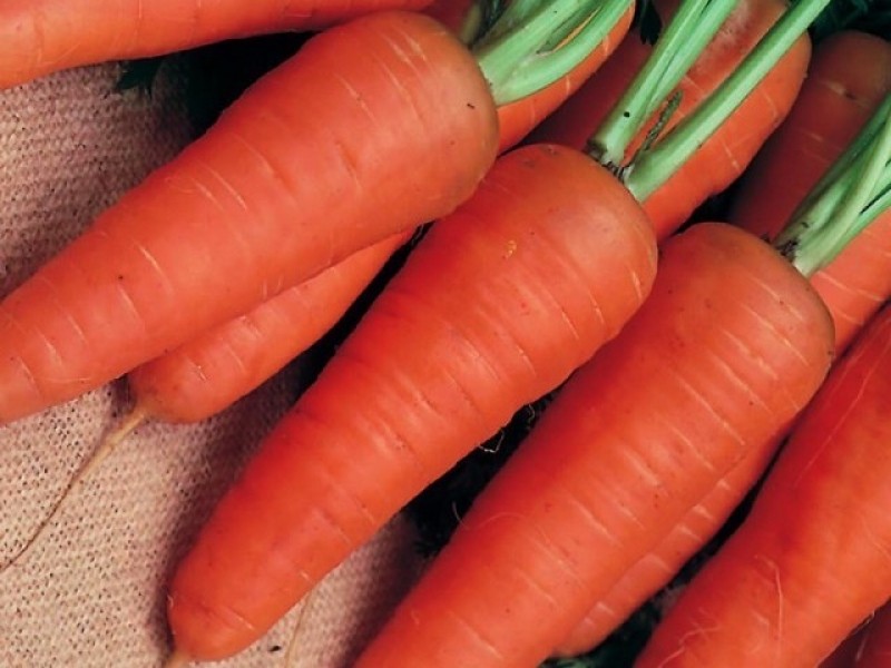 Продам морковь.
