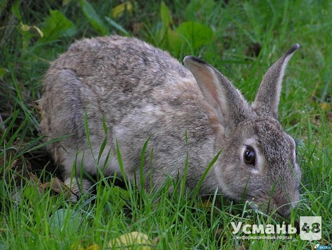 В Усманском районе построят кролиководческую ферму