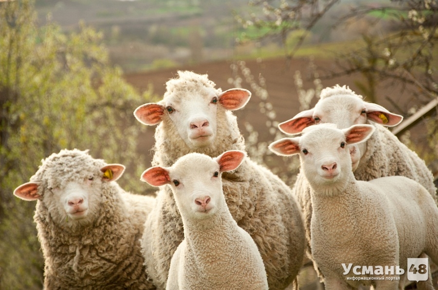 В Усманском районе стадо овец принесло ущерб лесному фонду на 31894 рубля