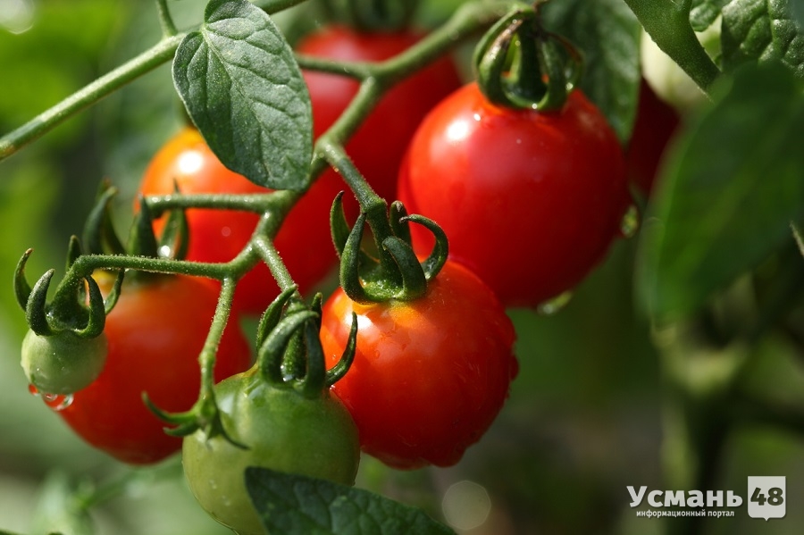 Климатом для усманских томатов будут управлять японцы