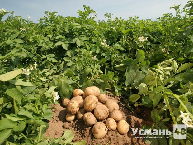 «Агро-Инвест» намеревается вложить 9 миллиардов рублей в производство картофеля в Грязинском и Усманском районах