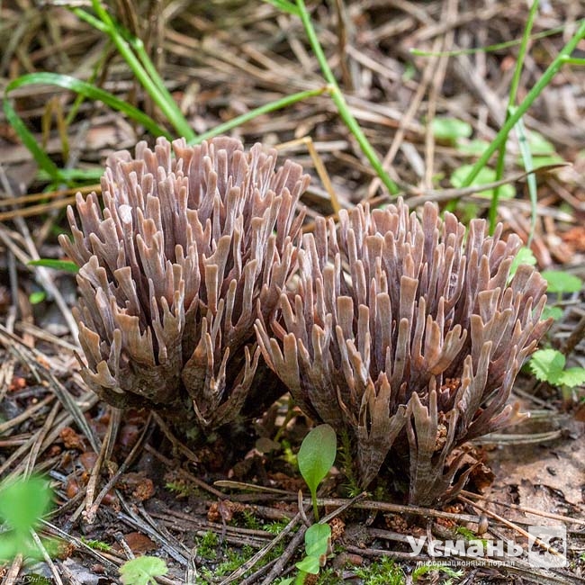 На территории Усманского бора обнаружен новый вид грибов
