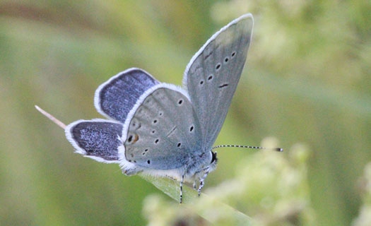 В фауне Усманского бора энтомологи обнаружили новый вид бабочки
