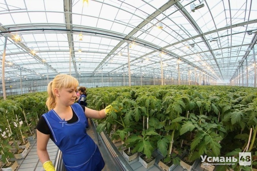 ООО «Овощи Черноземья» построит тепличный комплекс в Усманском районе