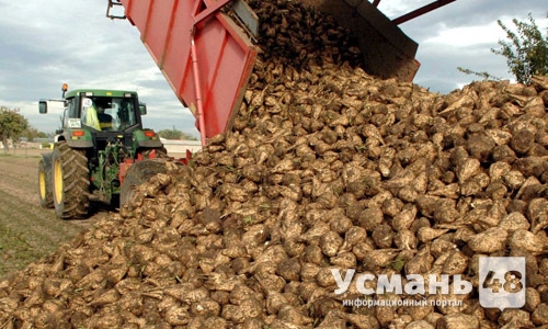 Свекловоды Липецкой области убрали два миллиона тонн сахарной свеклы