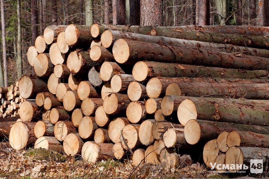В Усманском районе украли почти 600 кубометров древесины