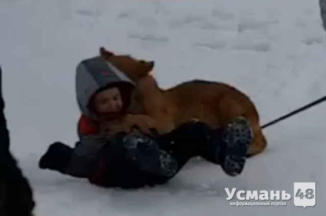 Львёнок из усманского передвижного зоопарка напал на ребёнка во Владимире. Видео.