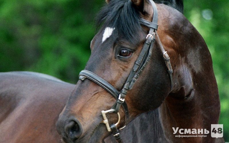 В Усманском районе задержаны предполагаемые похитители лошади