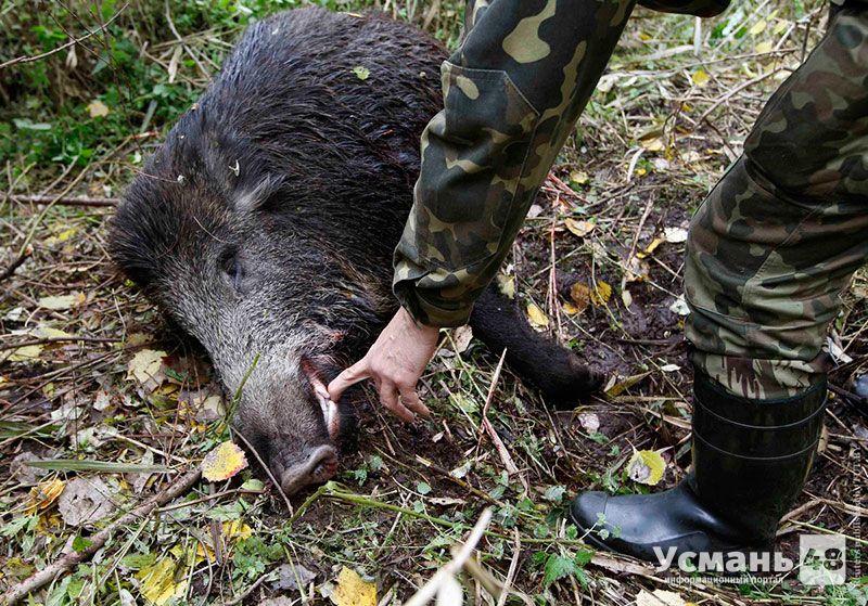 В Липецкой области запрещена охота на кабанов