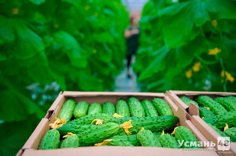 Липецкая область на волне импортозамещения рассчитывает в 20 раз увеличить производство овощей в закрытом грунте