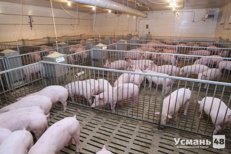 Компания «Отрада Ген» заканчивает реконструкцию свиноводческого комплекса в Усмани на 10 тыс. свиней