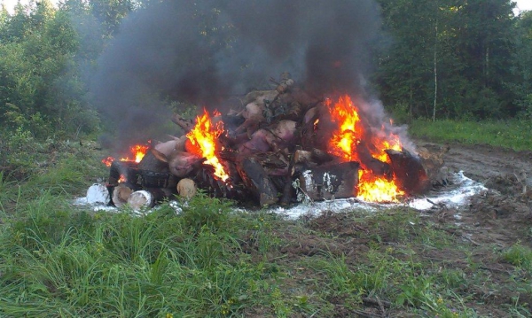 В Усманском районе из-за африканской чумы в карантинной зоне сжигают свиней