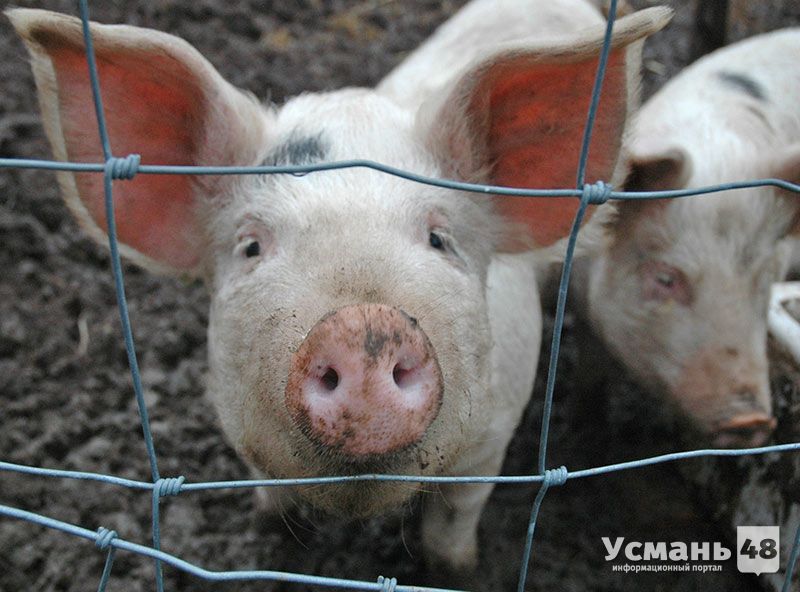 Ещё один очаг африканской чумы свиней выявлен в Липецкой области