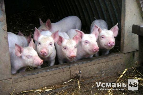 Компания «Отрада Ген» введет в эксплуатацию усманский свинокомплекс в начале 2017 года
