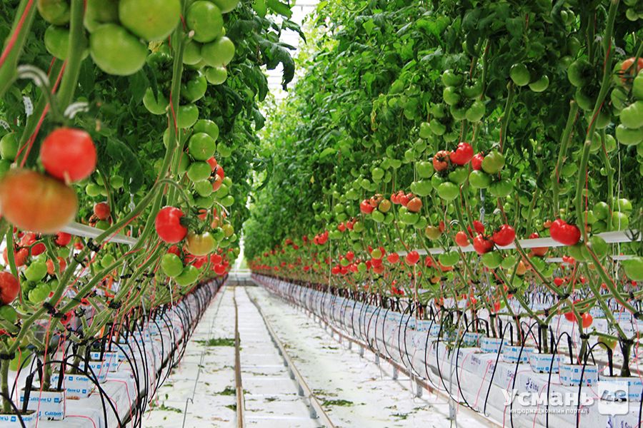 «Овощи Черноземья» приступили к строительству тепличного комплекса за 12 млрд рублей в Усманском районе