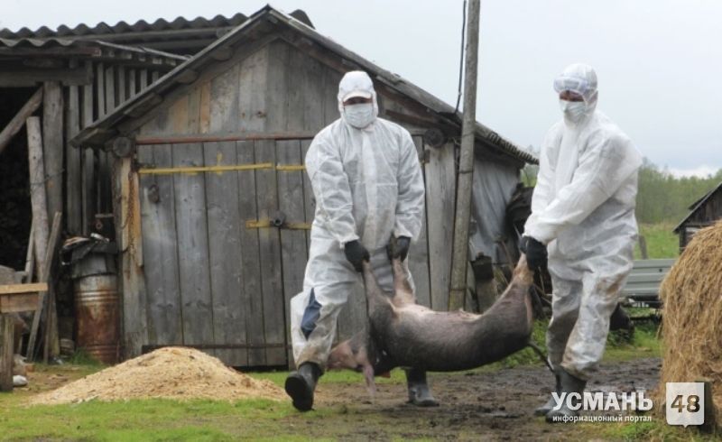 В Усманском районе в целях борьбы с распространением африканской чумы уничтожено 106 свиней