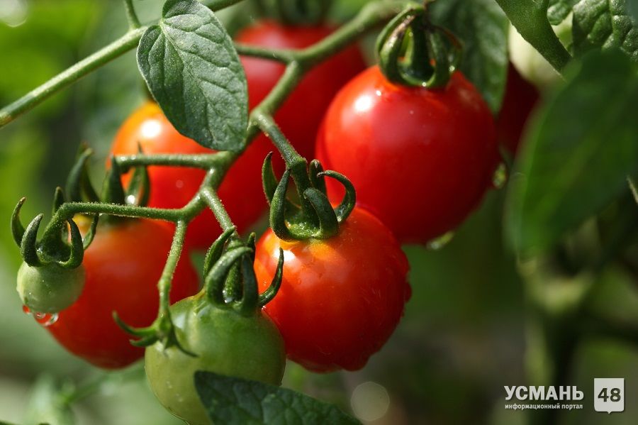 «РИА Новости»: тепличный комплекс по выращиванию томатов появится в Усманском районе