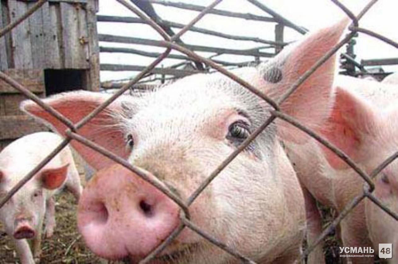 В Усманском районе за сутки уничтожено 142 голов свиней