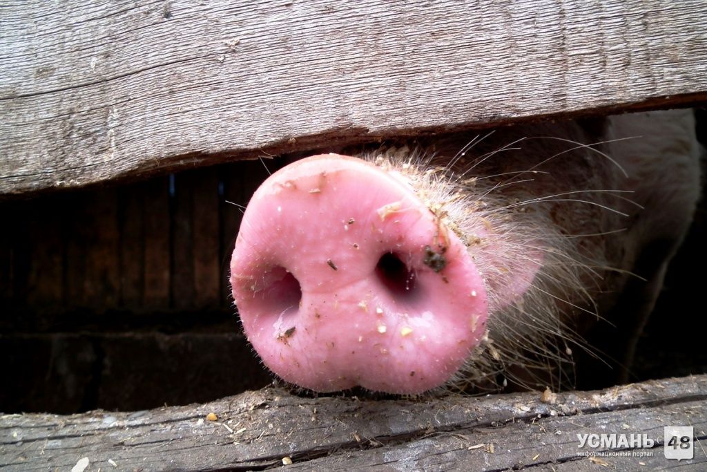Очередная вспышка африканской чумы свиней зафиксирована селе Аксай Усманского района