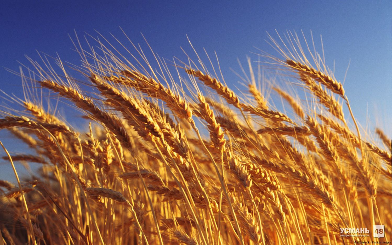 В Усманском районе обмолочена уже пятая часть посевов зерновых — почти 9 тысяч гектаров