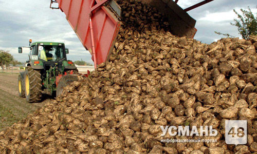 В Усманском районе собрано 160 тыс. т. сахарной свеклы