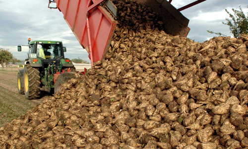В Липецкой области собрали 5 миллионов тонн сахарной свеклы