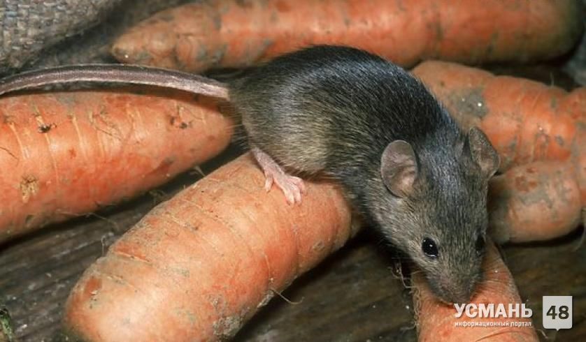 Жителям Липецкой области грозят вспышки «мышиных» болезней