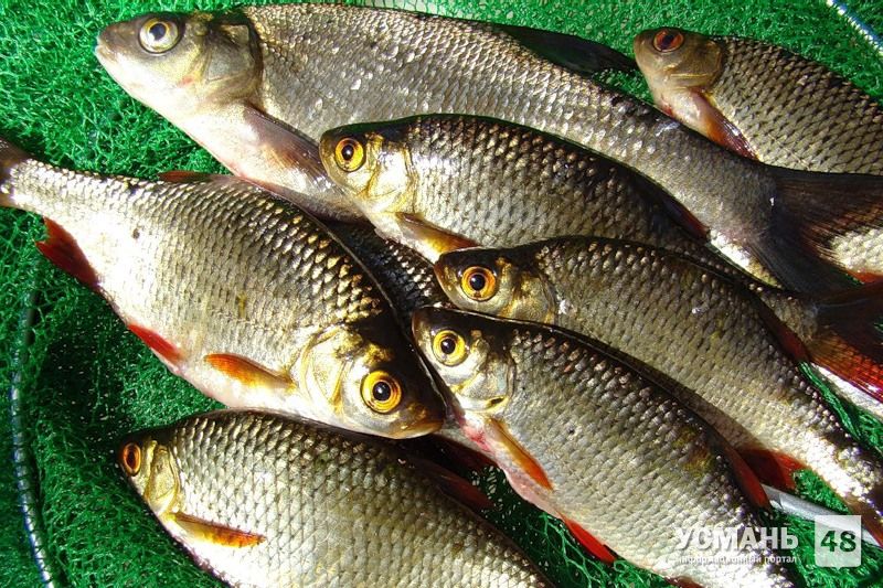 Речная рыба в Липецкой области опасна для здоровья