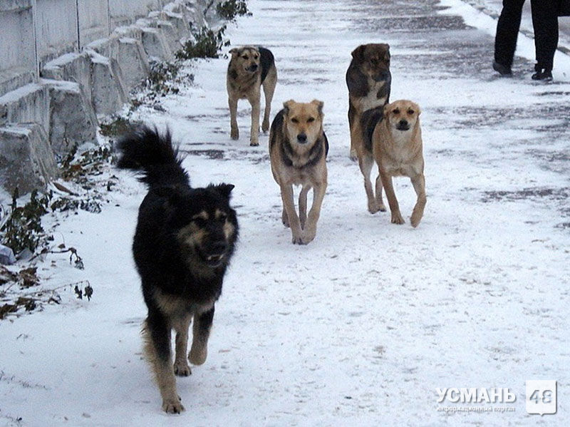 В Усманском районе уничтожат 108 бездомных собак и кошек