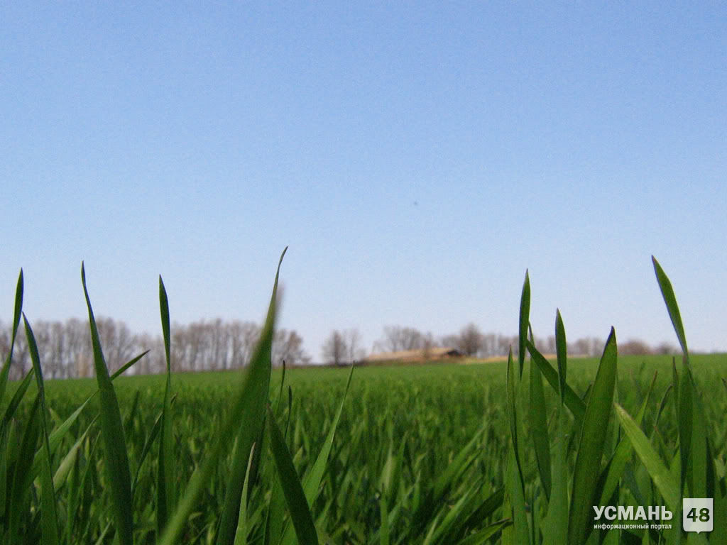 Майские холода могут отразиться на урожае в Липецкой области
