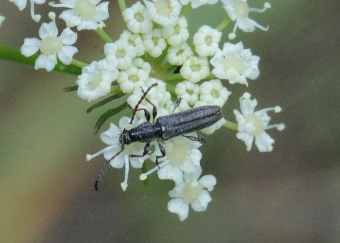 Редчайшего жука обнаружили в Усманском районе