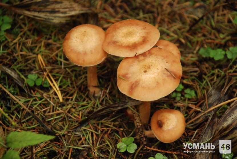 В августе в Липецкой областной обошлось без отравления грибами