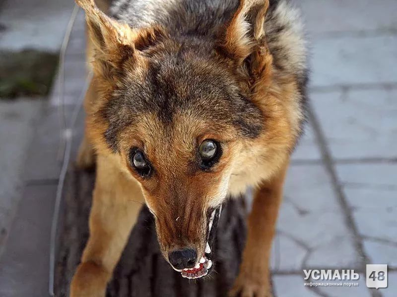 В Липецкой области выявлено 50 случаев заболеваний животных бешенством