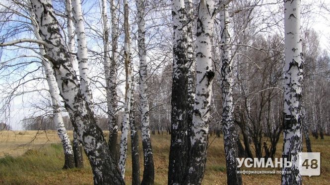 На развитие лесов в Липецкой области федеральный бюджет увеличит финансирование