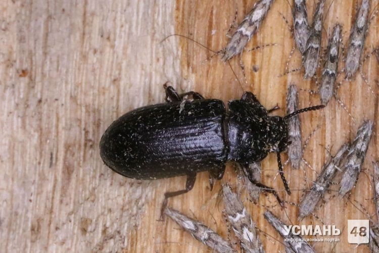 В Усманском районе обнаружен редкий вид реликтового жука