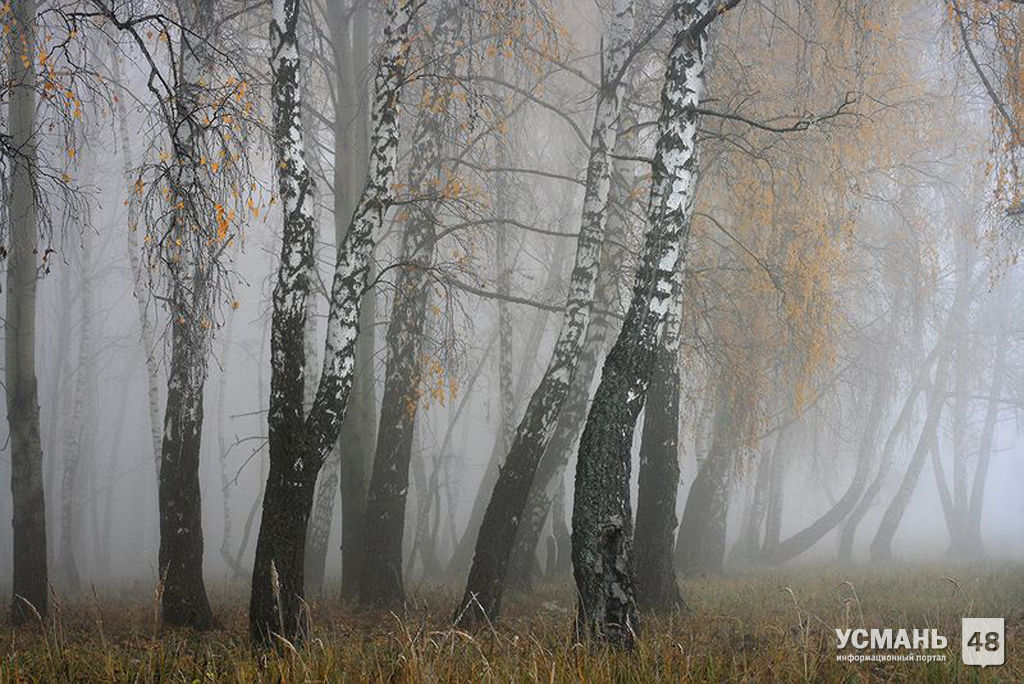В Липецкой области туман и до +6
