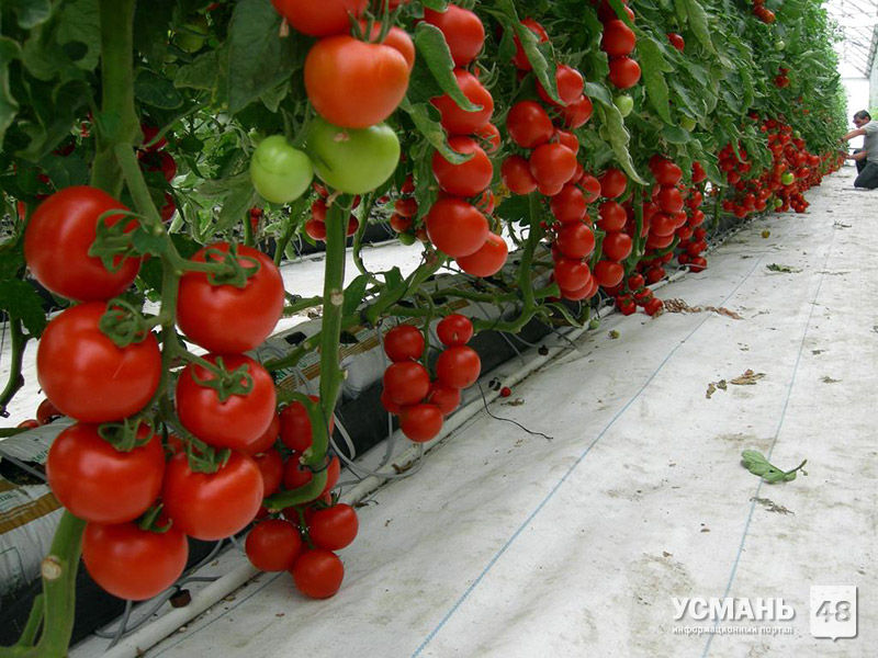 ООО «Овощи Черноземья» вырастит первую партию томатов к Новому году