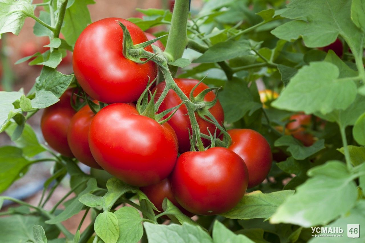 «Овощи Черноземья» вырастят первую партию томатов на новом тепличном комплексе после январских праздников 2018 года