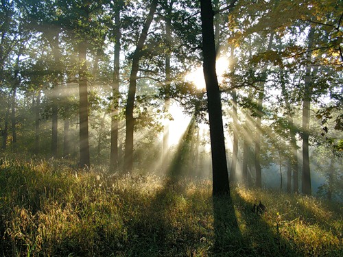Больше 20 экологических троп появятся в Липецкой области