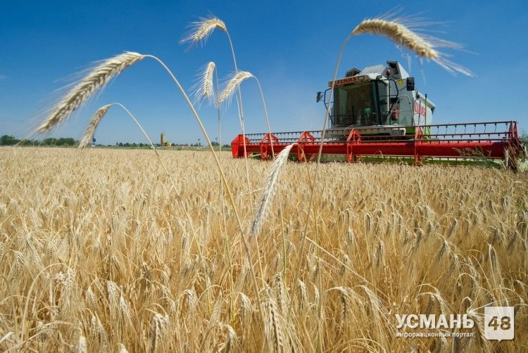 В Липецкой области намолотили 2,5 миллиона тонн зерна