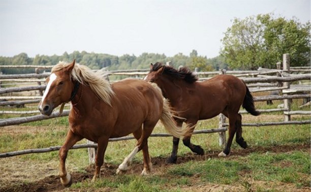 В Усманском районе разыскивают две лошади