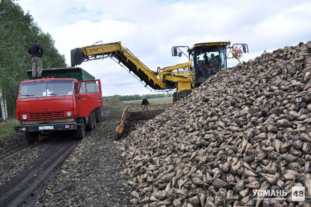 1,5 млн тонн сахарной свёклы убрано в Липецкой области