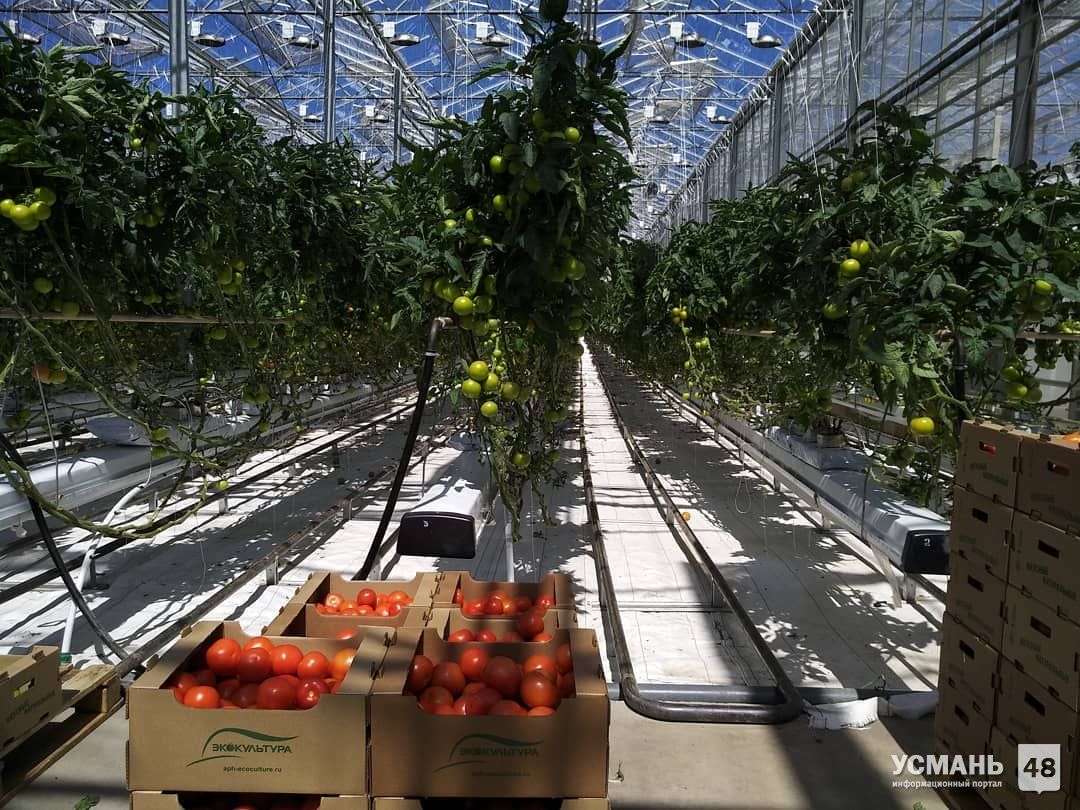На теплицах ООО «Овощи Черноземья» выращено и реализовано 5142 тонны овощей