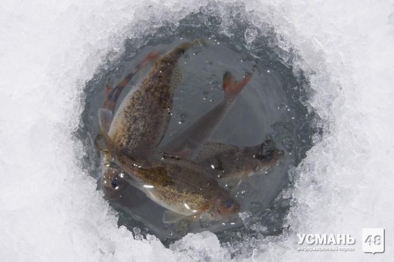 В водоемах Липецкой области рыбе грозит массовый замор