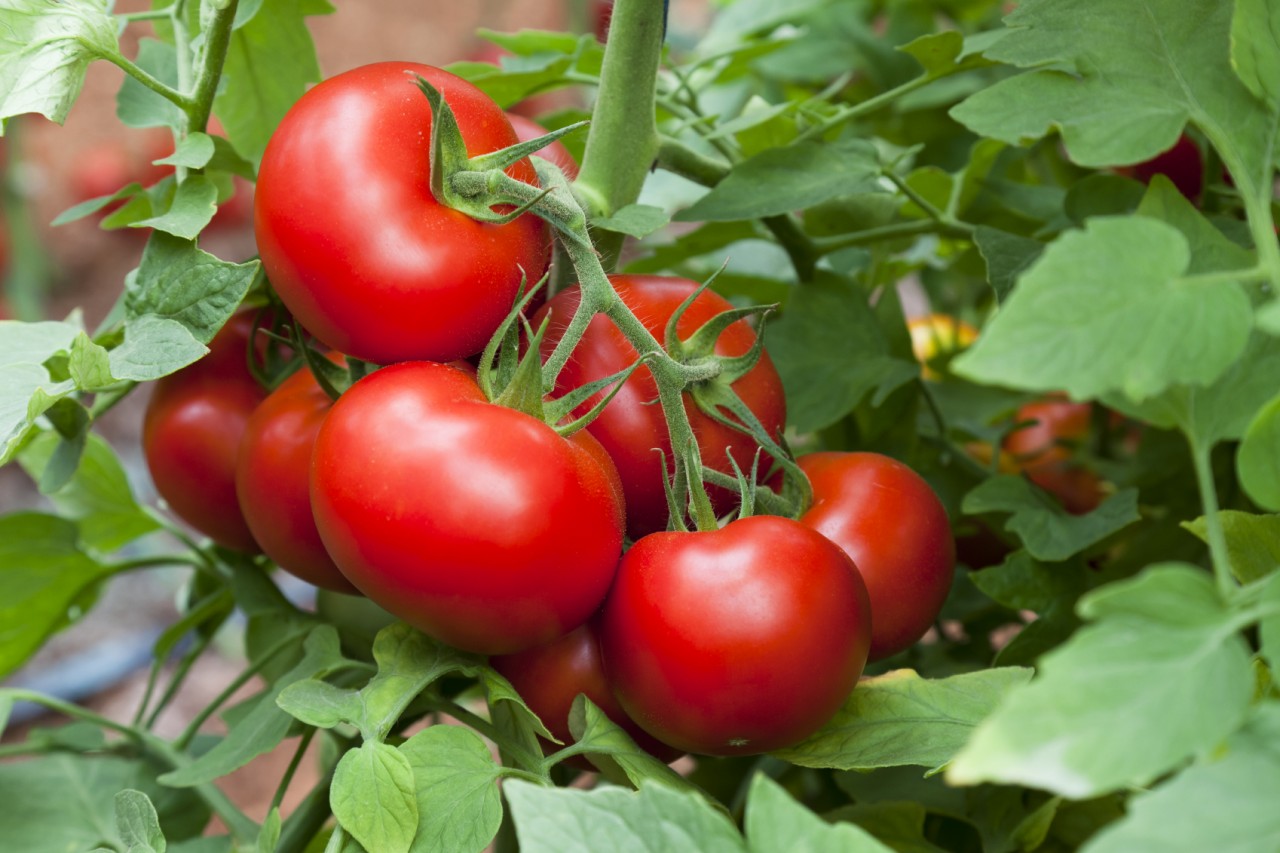 Липецкая область вышла на первое место в стране по сбору тепличных овощей