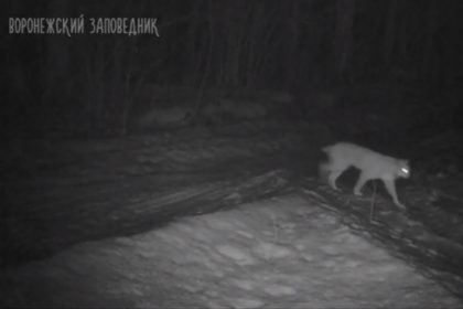 На территории Воронежского заповедника, часть которого находится в Усманском районе, впервые за 81 год увидели рысь